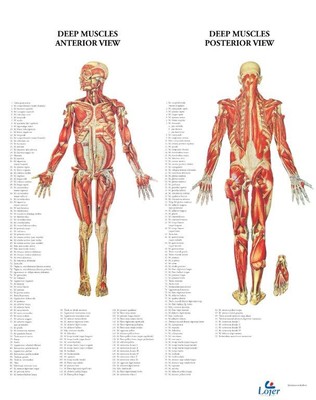 anatomia kartta Lihaskartta, syvät lihakset | Anatomian oppaat pehmeällä  anatomia kartta