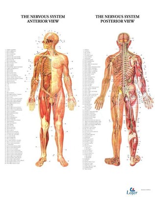 Anatominen juliste: Hermosto