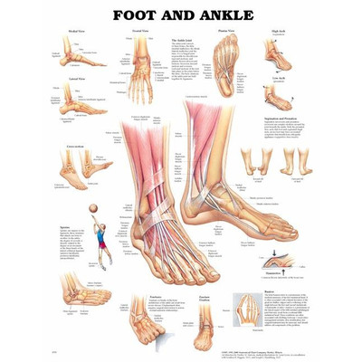 anatomia kartta Iso anatominen kartta: Jalka ja nil | Anatomian oppaat kovalla  anatomia kartta