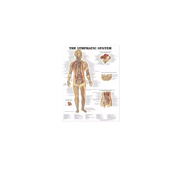 Anatomisk plansch Lymph. system