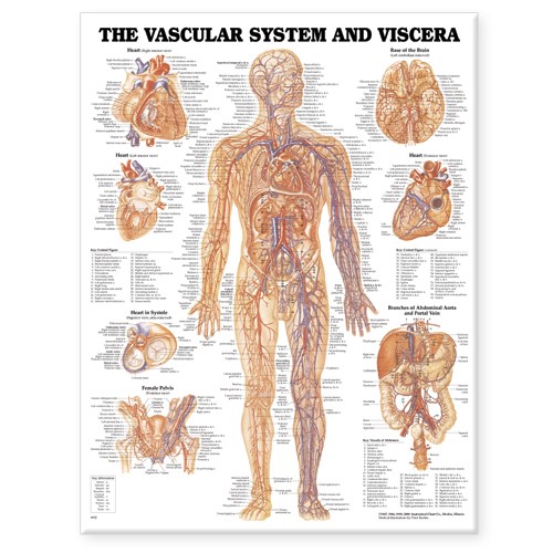 Anatomisk plansje Vascular system