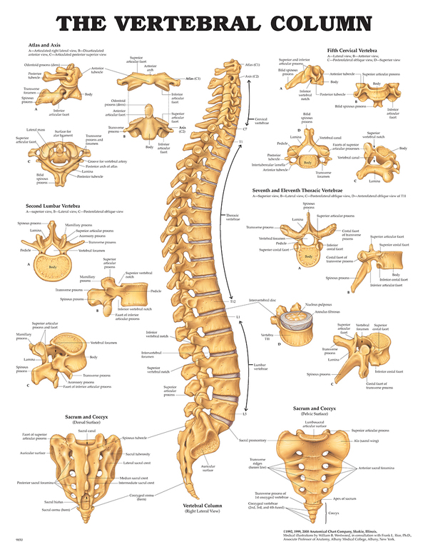 Anatomisk plansje columna/ryggrad